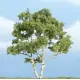 Woodland Scenics - Birch 10 cm Merkproduct
